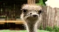 Ostrich HD Footage