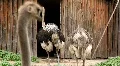Ostrich HD Footage