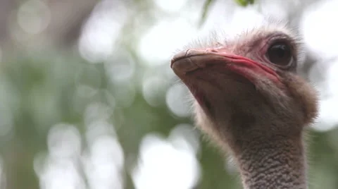 Ostrich Видео 1086508