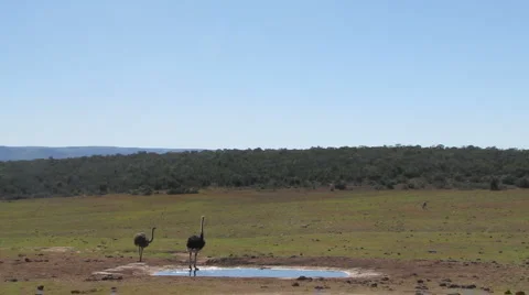 Ostrich Stock-Footage 1087547