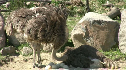 Ostrich Stock Footage 5701203
