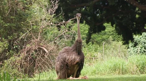 Ostrich Stock Footage 8131380