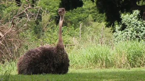 Ostrich Stock Footage 8156114