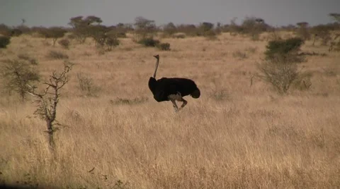 Ostrich Stock Footage 8568630