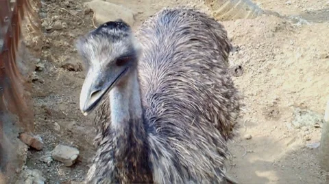 Ostrich Stock Footage 8660481