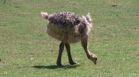 Ostrich Stock Footage 10696571