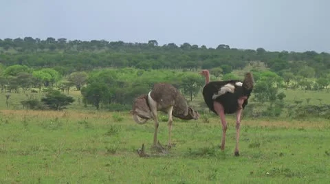 Ostrich Stock Footage 10722662