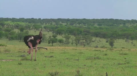 Ostrich Stock Footage 10722667