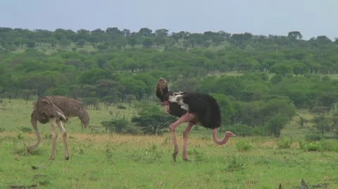 Ostrich Stock Footage 10722673