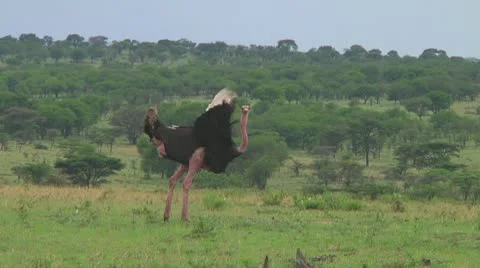 Ostrich Stock Footage 10722688