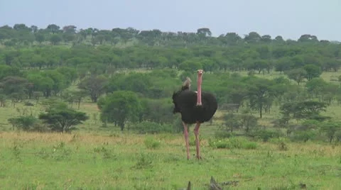 Ostrich Stock Footage 10722705
