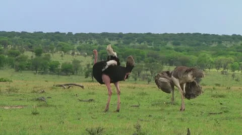 Ostrich Stock Footage 10750272