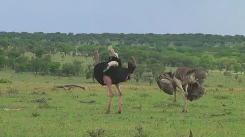 Ostrich Stock Footage 10756461