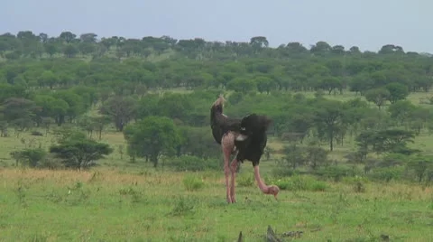 Ostrich Video stock 10756471