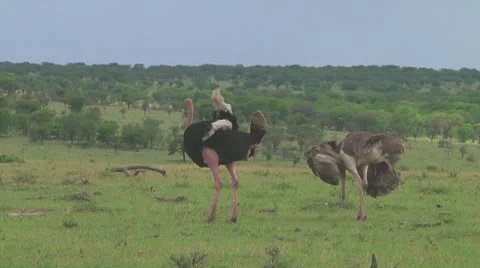 Ostrich Stock Footage 10759416
