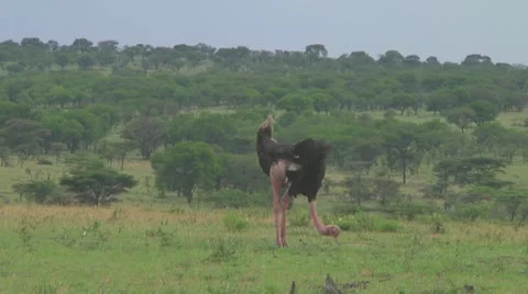 Ostrich Stock Footage 10759429