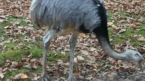 Ostrich 動画素材 10841630