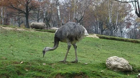 Ostrich 動画素材 10842388