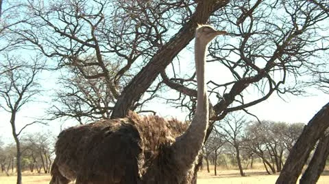 Ostrich Stock Footage 10970074