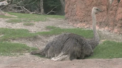 Ostrich Stock Footage 11528288
