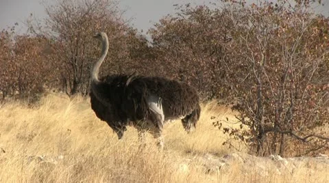 Ostrich Stock Footage 12133117