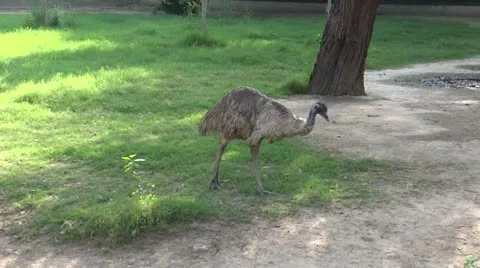 An Ostrich Stock-Footage 22202478