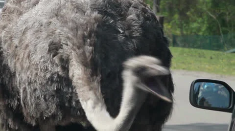 Ostrich Stock Footage 23022855