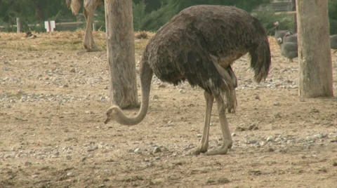 Ostrich Stock Footage 34608017