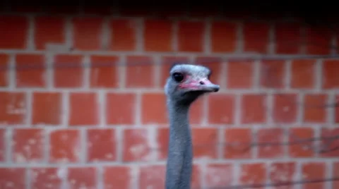 Ostrich  Stock Footage 34655448