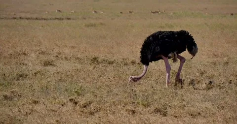 Ostrich Stock Footage 60382913