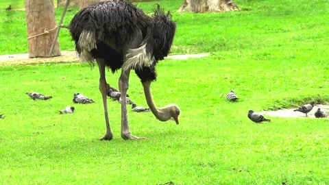 Ostrich Stock Footage 76251231