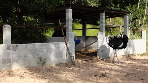 Ostrich Video stock 92017729