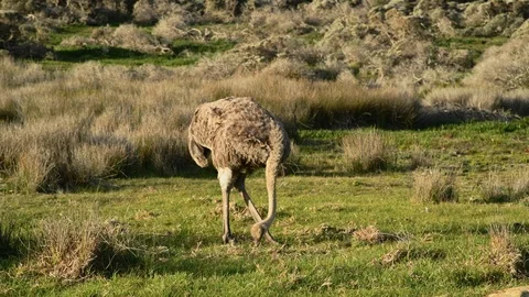Ostrich Stock Footage 97687567