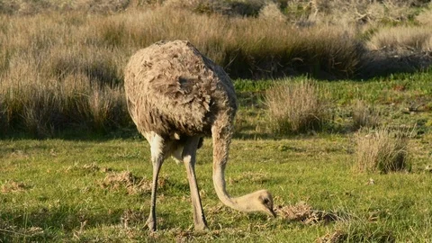 Ostrich Stock Footage 97687584