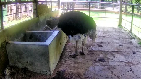 Ostrich Stock Footage 168084885