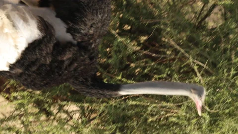Ostrich Stock Footage 234678916