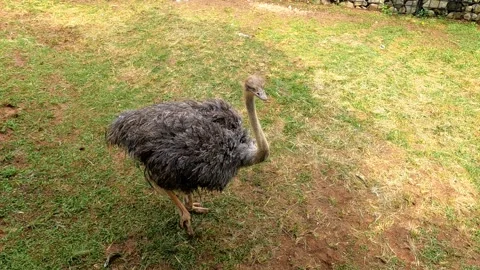 Ostrich Stock Footage 262533212