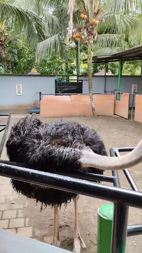 Ostrich Stock Footage 291798260