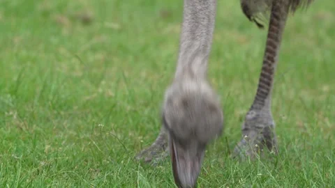 Ostrich Stock Footage 311944494