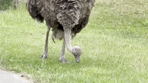 Ostrich Stock Footage 311956622