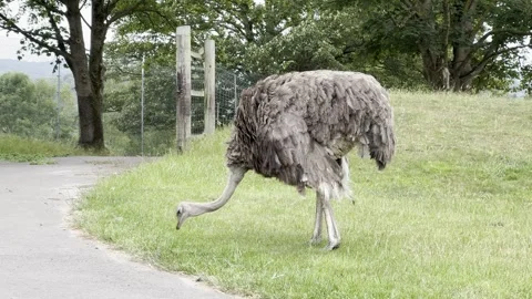 Ostrich Stock Footage 311956648