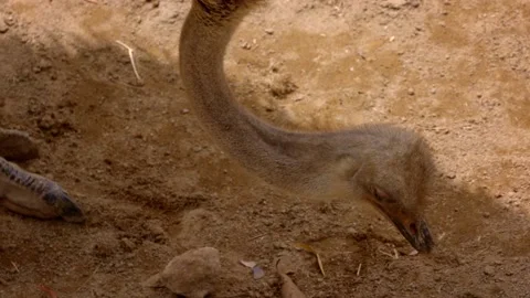 Ostrich foraging in the dirt Stock-Footage 170998717