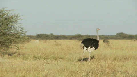 Ostrich foraging 库存影片 483790