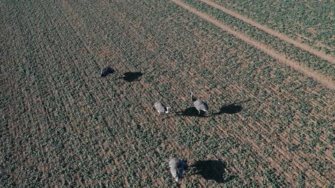 Ostrich in Germany Video stock 96349508