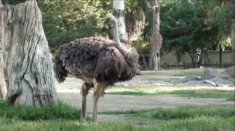 Ostrich with Giraffe in Background Stock Footage 12044721