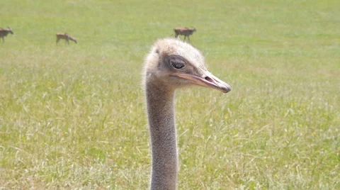 Ostrich on the grass Video stock 51770720
