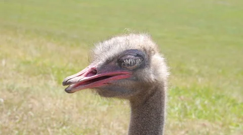 Ostrich on the grass Stock Footage 51804133