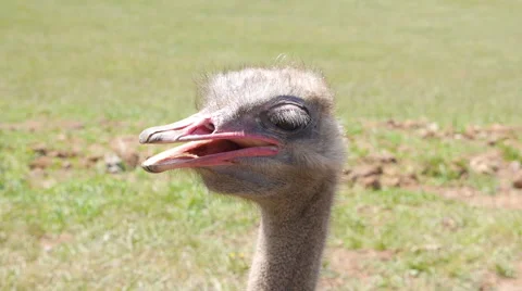 Ostrich on the grass Stock Footage 51804442