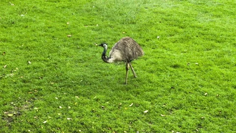Ostrich in the grass Stock Footage 196301454