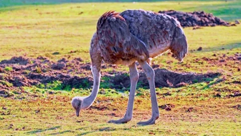 Ostrich Grazing in Field Stock Footage 310853099